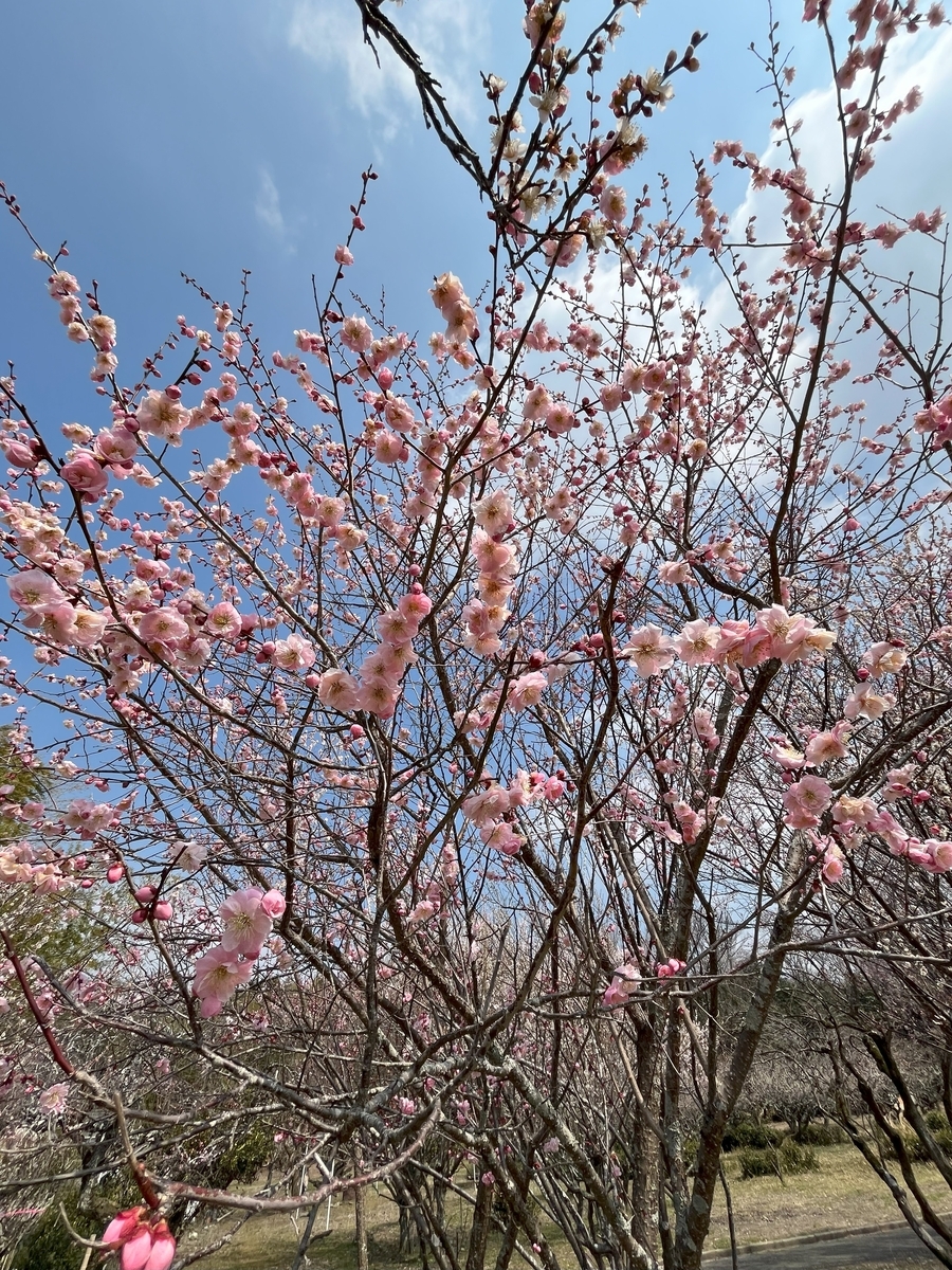 青谷梅林