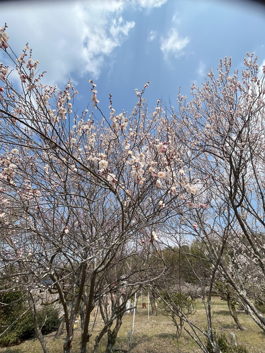 青谷梅林