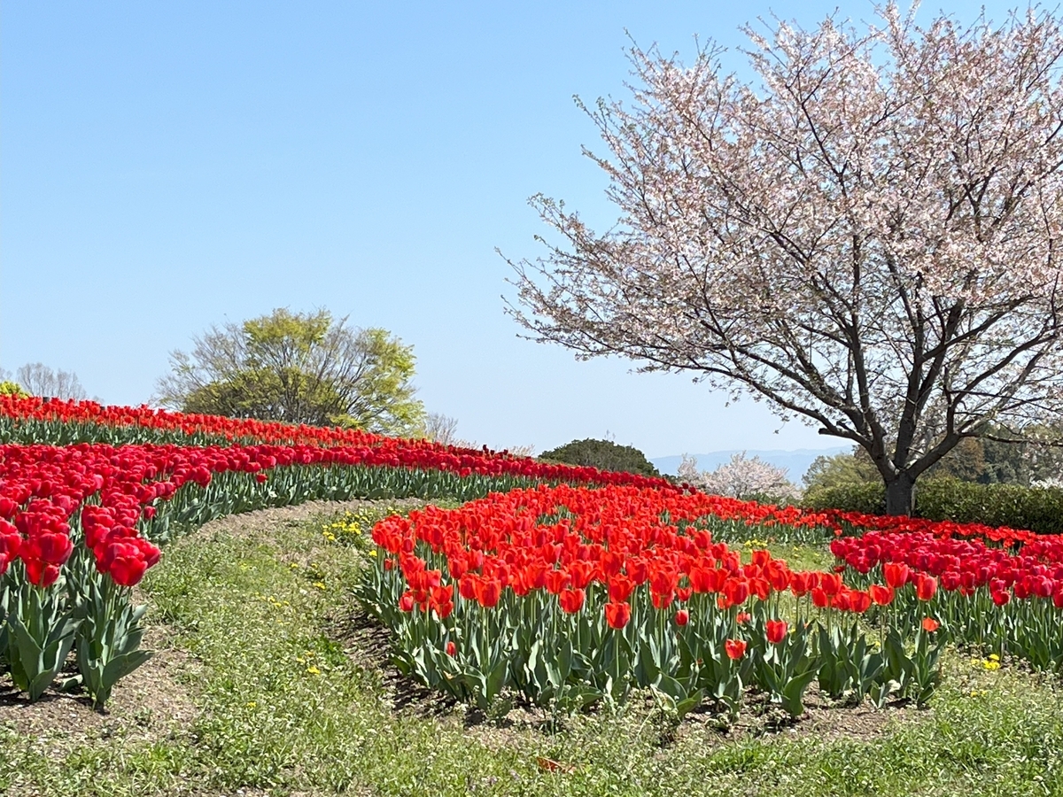 馬見丘陵公園の春の花たち