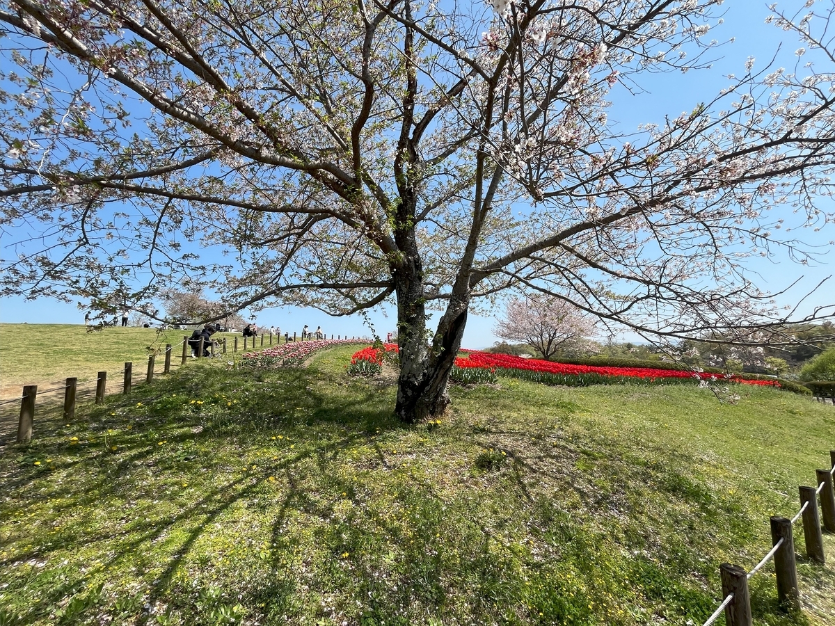 馬見丘陵公園の春の花たち