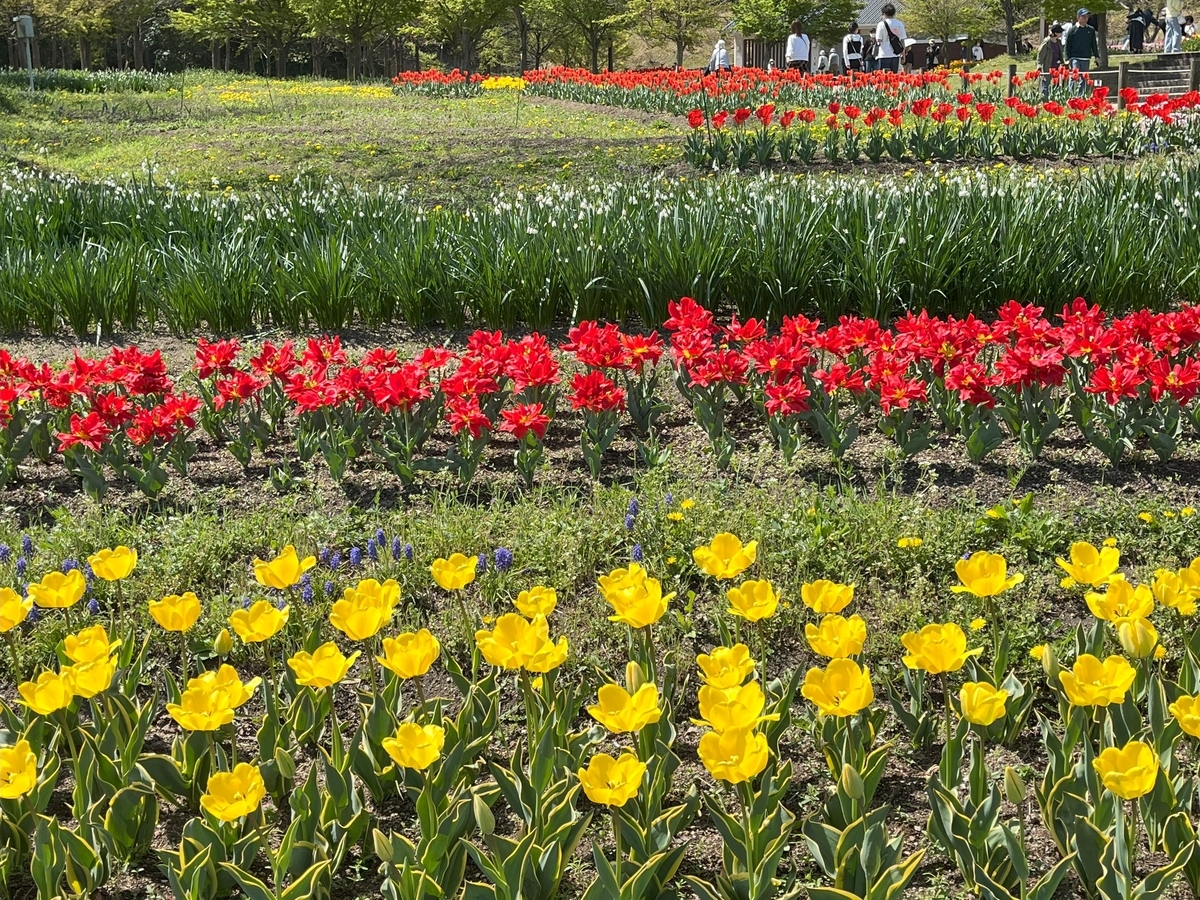 馬見丘陵公園の春の花たち