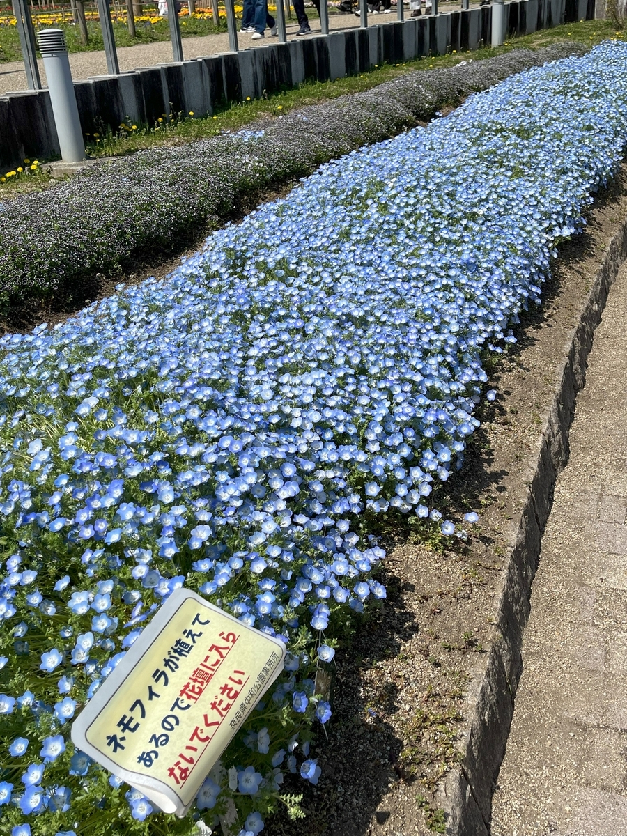 馬見丘陵公園の春の花たち