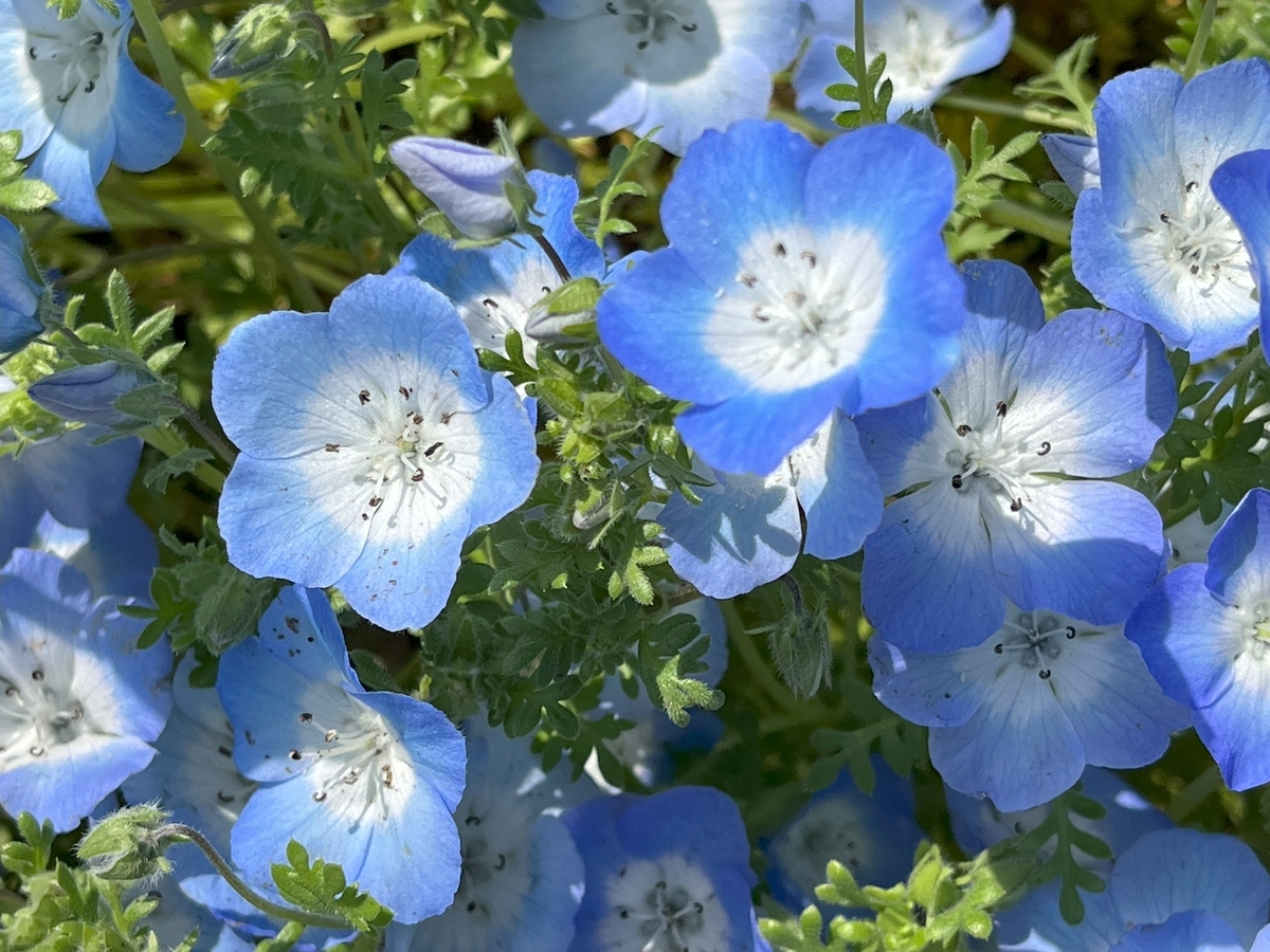 馬見丘陵公園の春の花たち