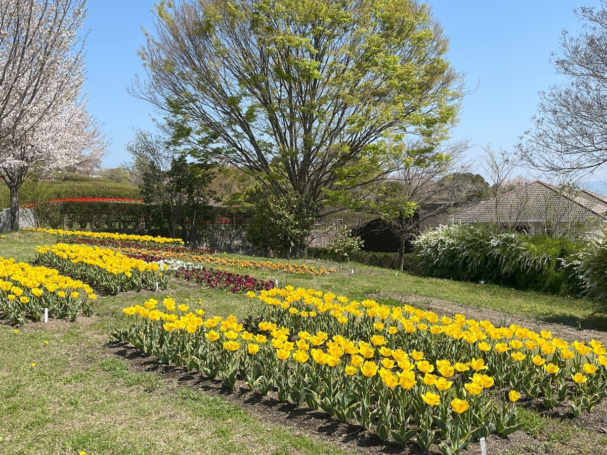 馬見丘陵公園の春の花たち