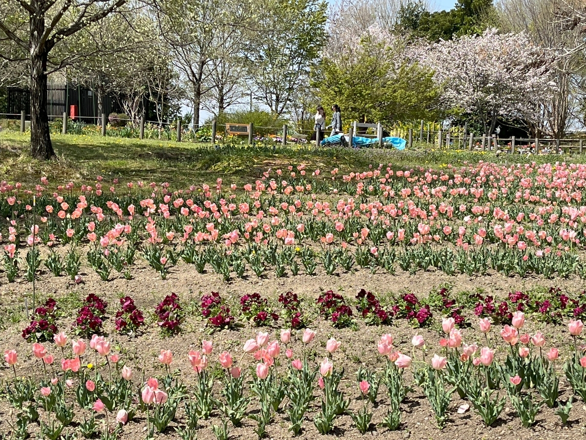 馬見丘陵公園の春の花たち