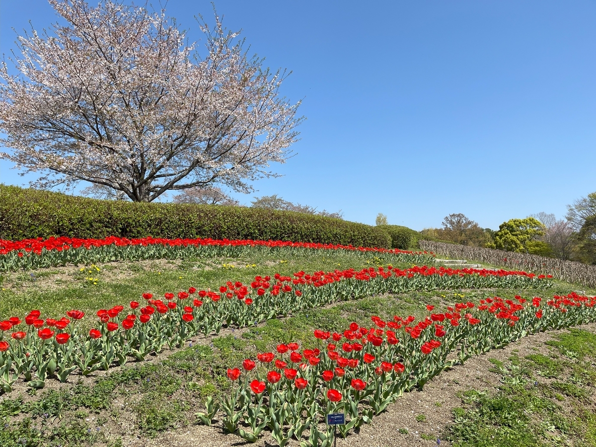 馬見丘陵公園の春の花たち