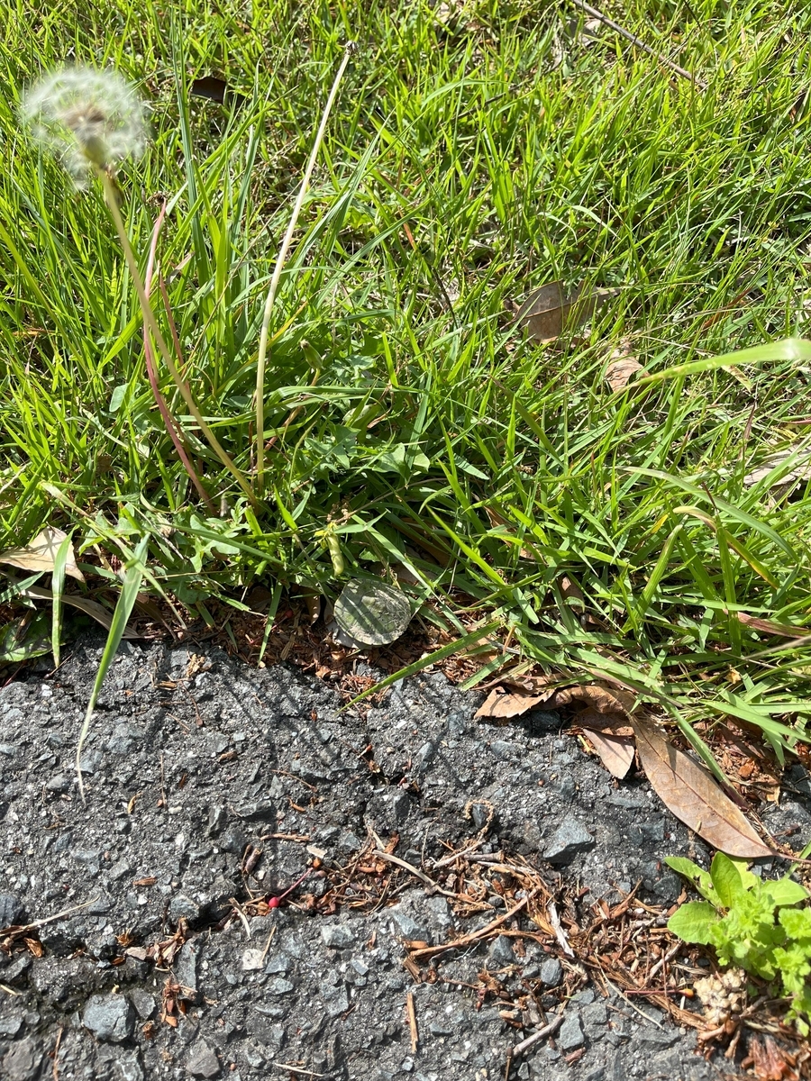 くろんど池の道を横断していた小さな亀