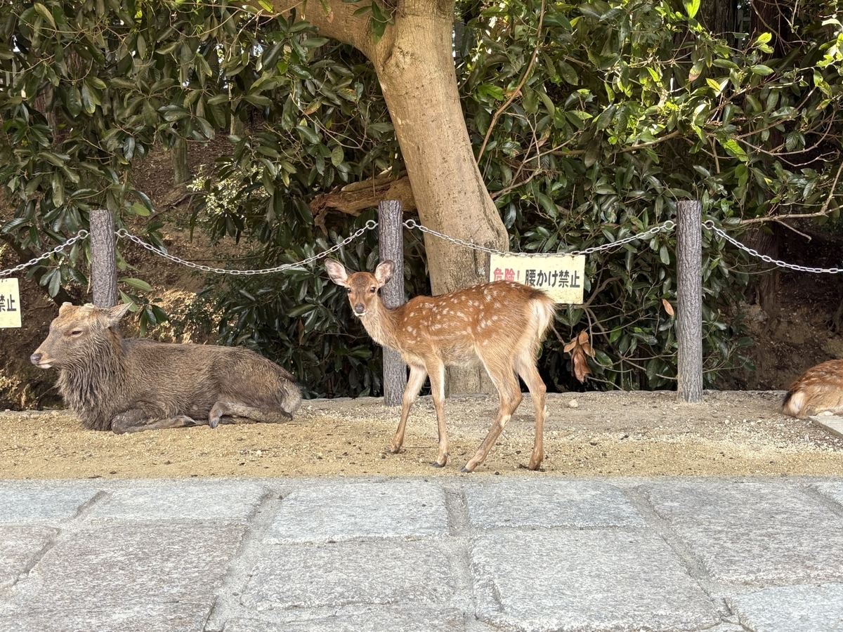 奈良公園の小鹿