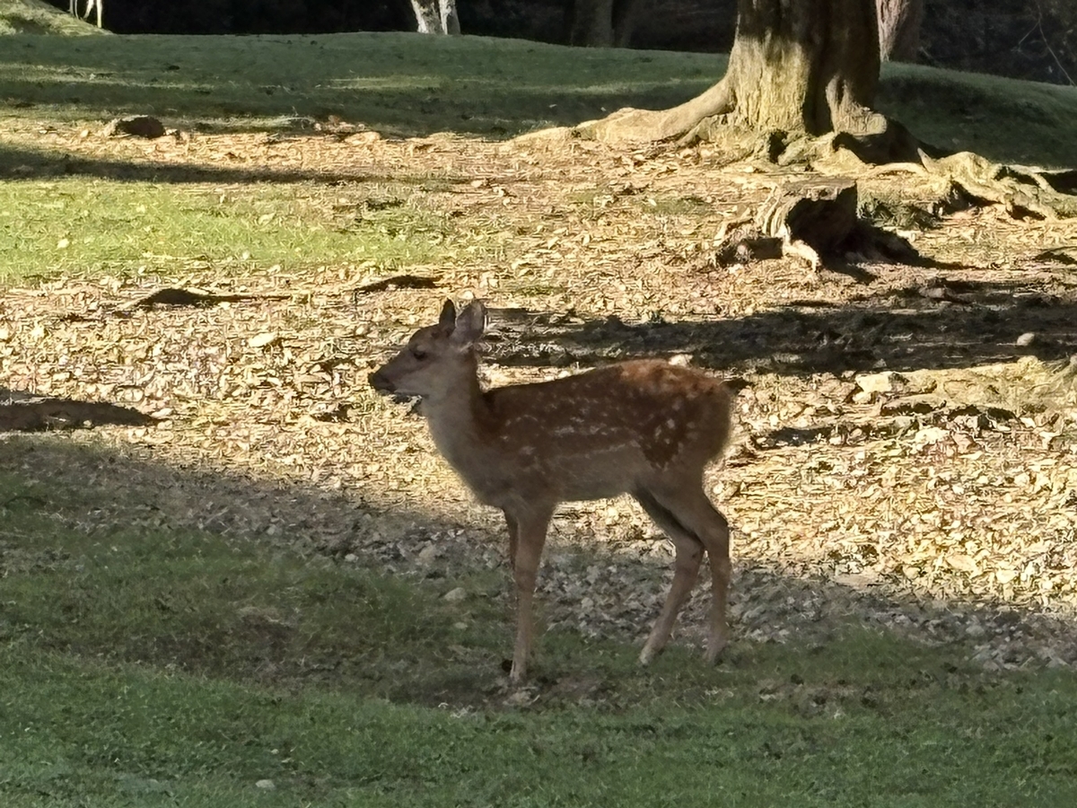 奈良公園の小鹿