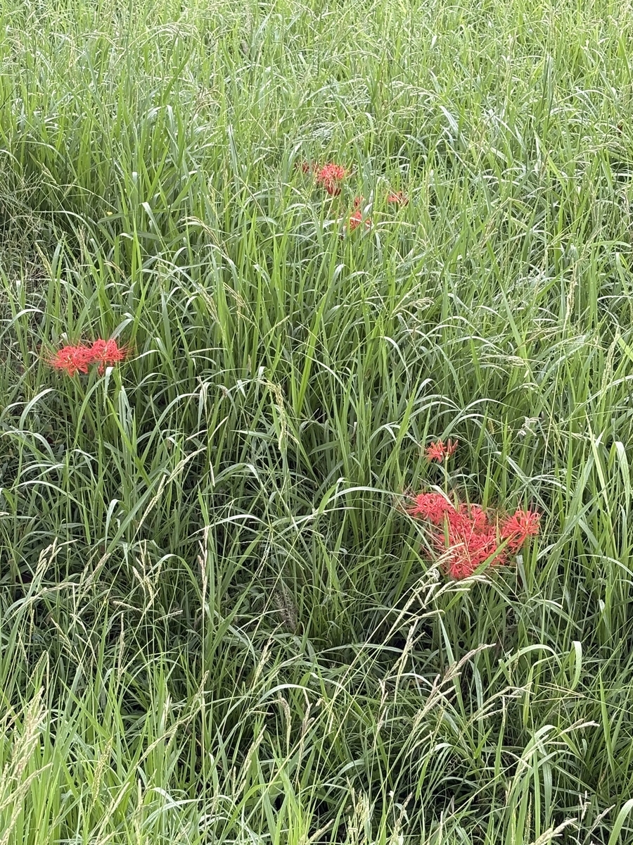 彼岸花