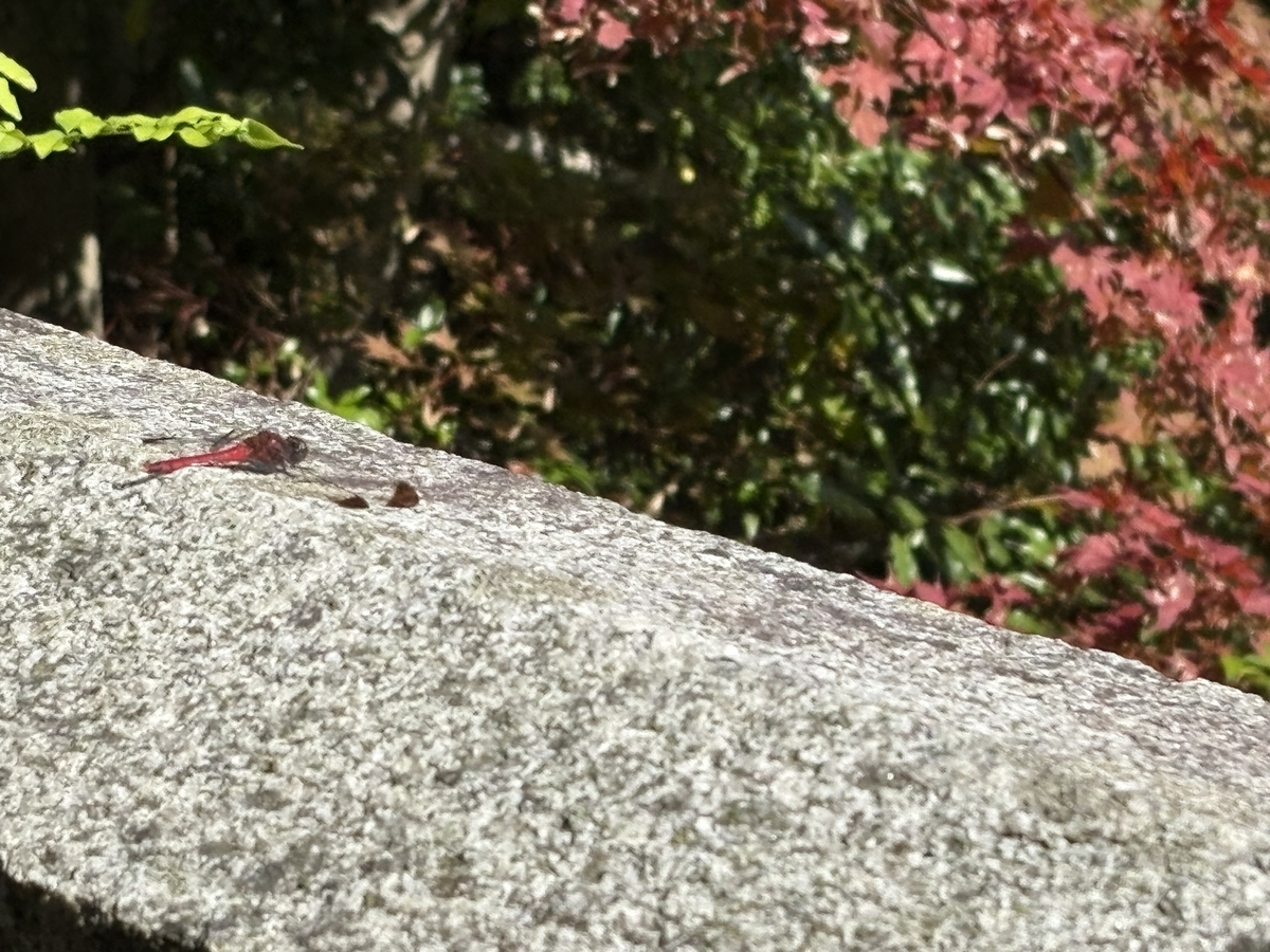 葛城一言主神社