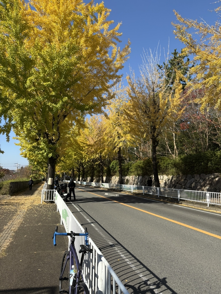 天理のイチョウ並木