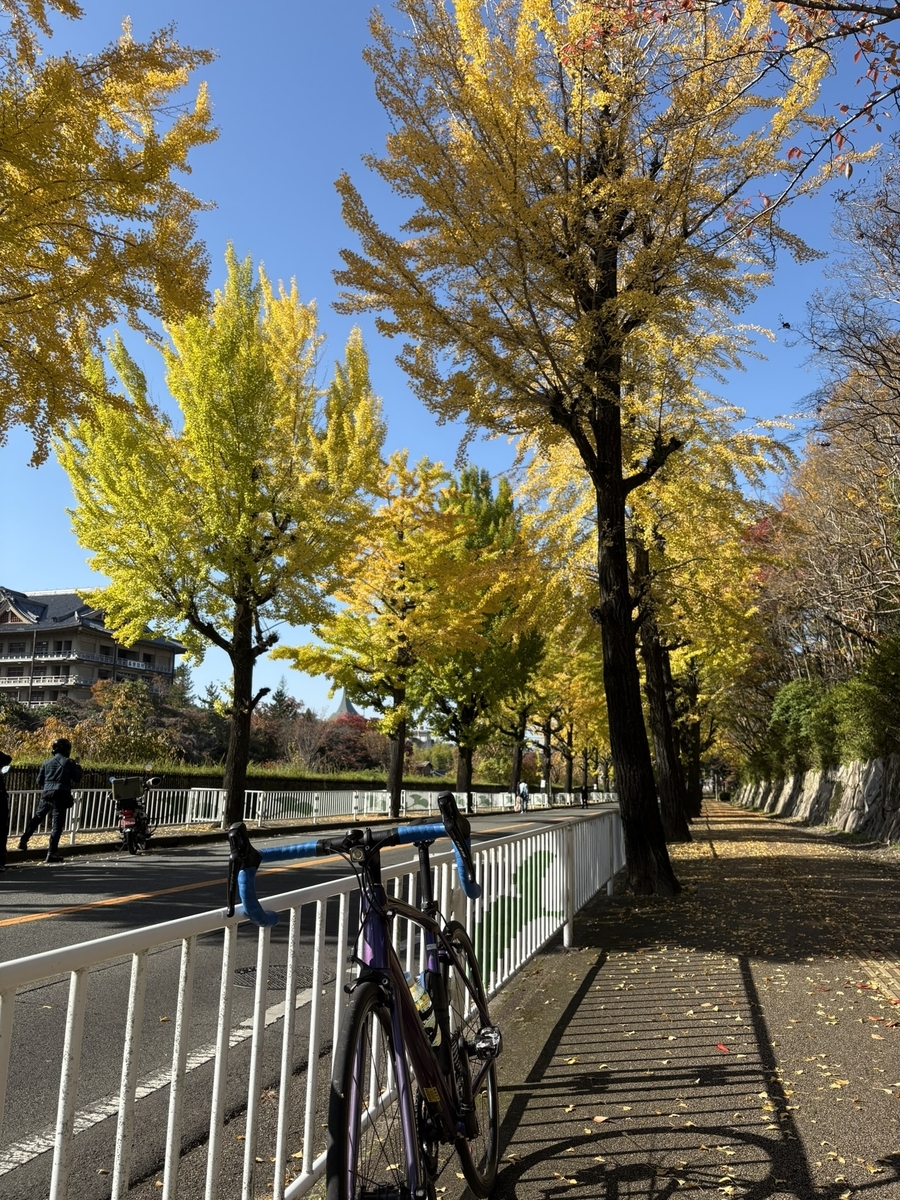 天理のイチョウ並木
