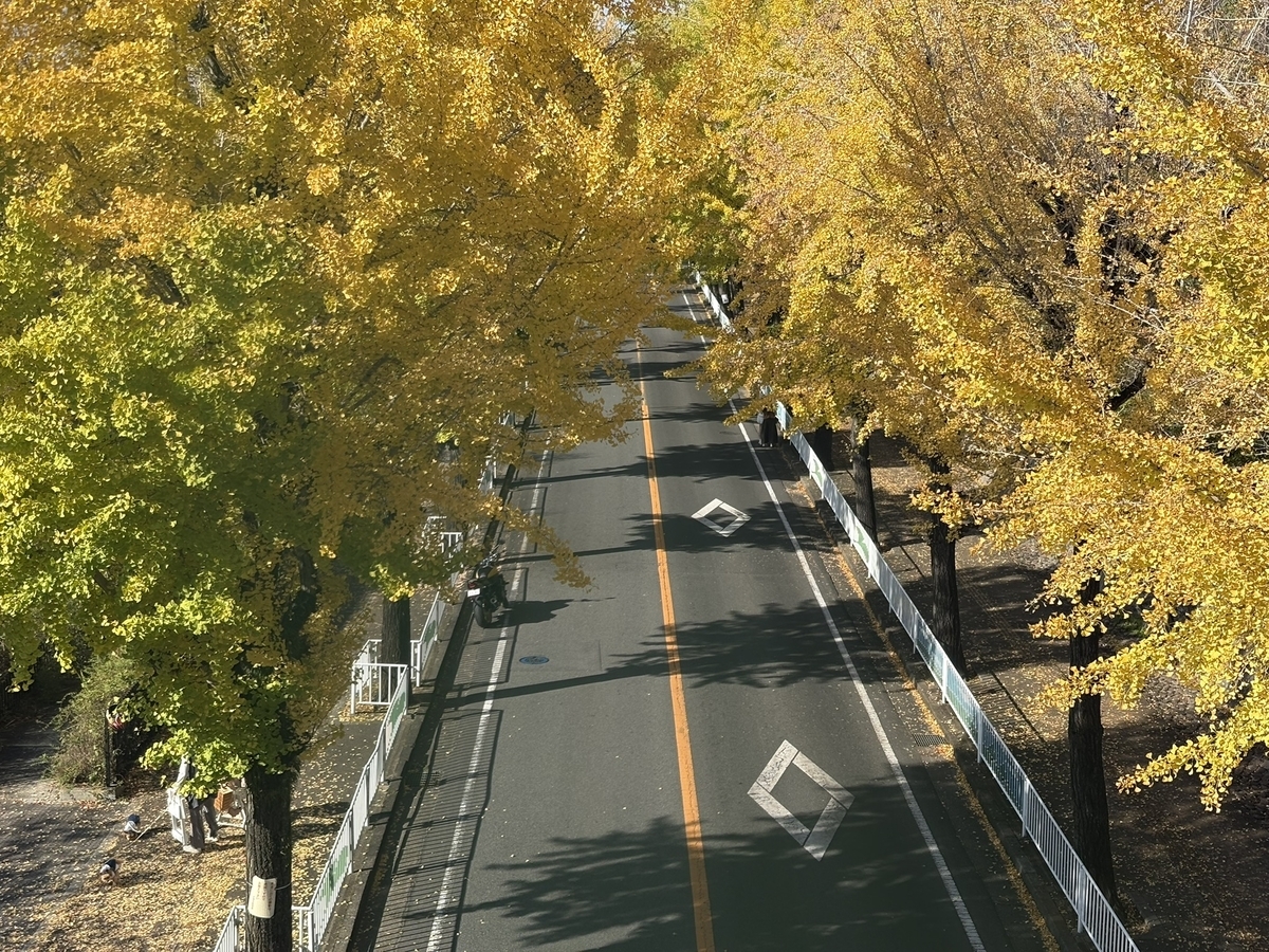 天理のイチョウ並木