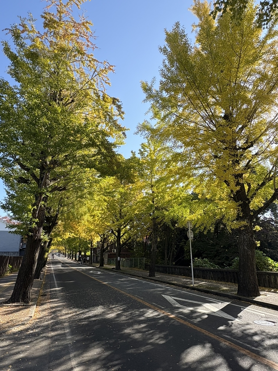 天理のイチョウ並木