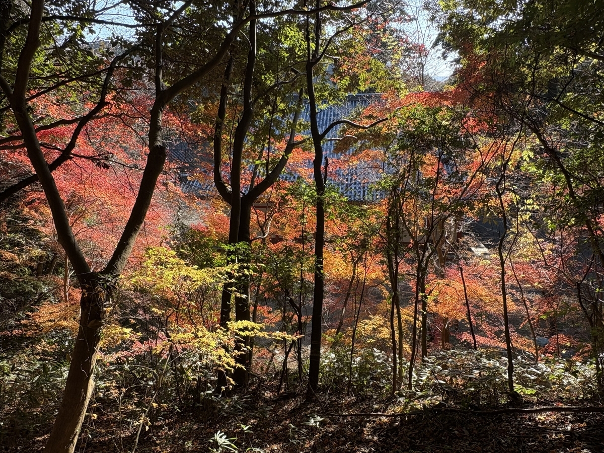 観心寺の紅葉