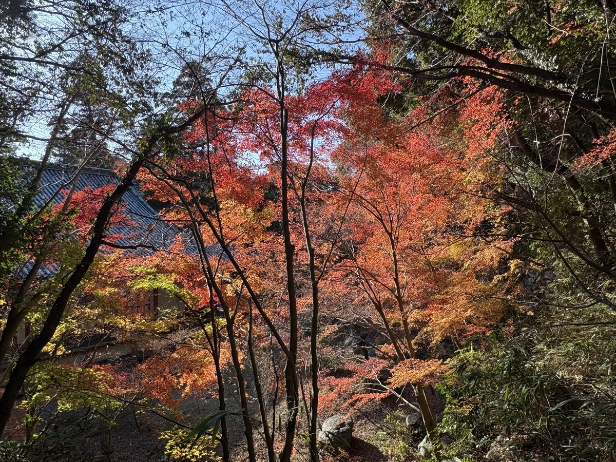 観心寺の紅葉