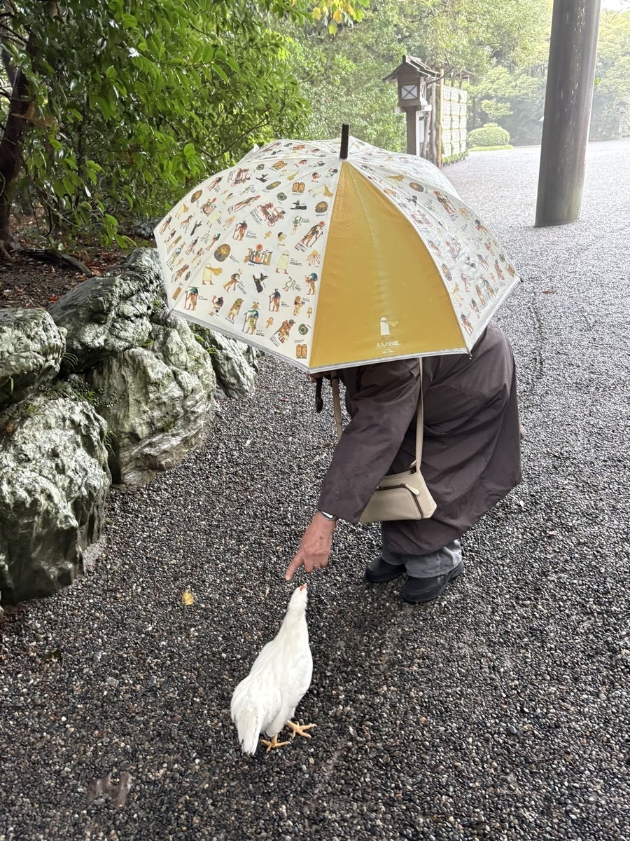 鳥居前で出迎えてくれた鶏