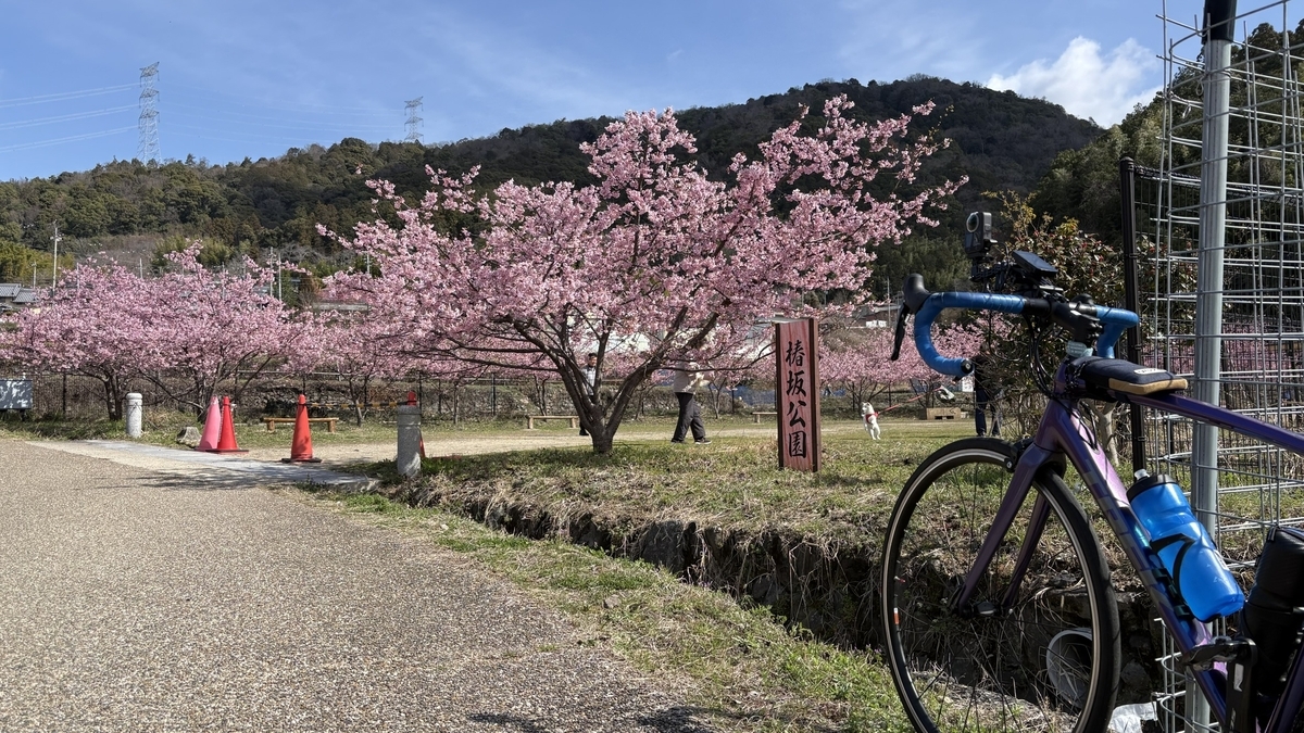 井手町「椿坂」の河津桜