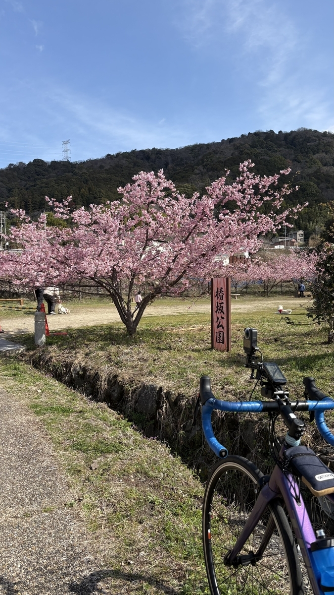 井手町「椿坂」の河津桜