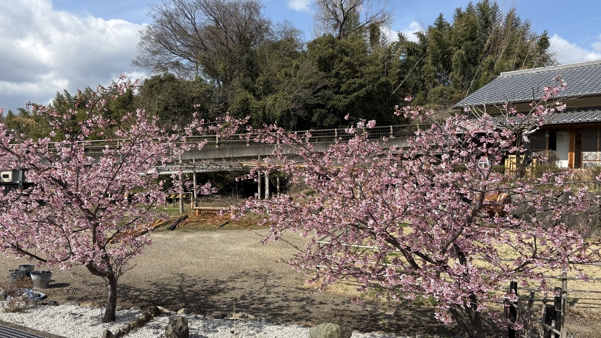 井手町「椿坂」の河津桜
