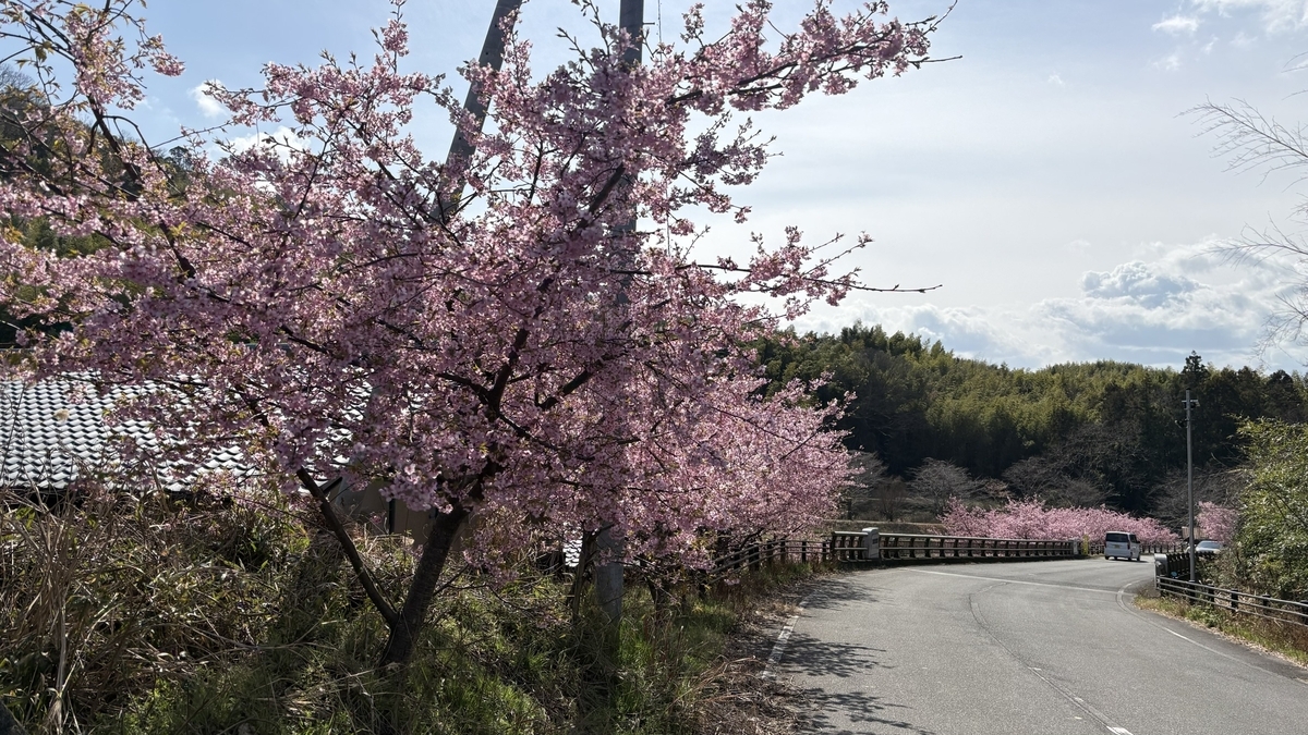 井手町「椿坂」の河津桜
