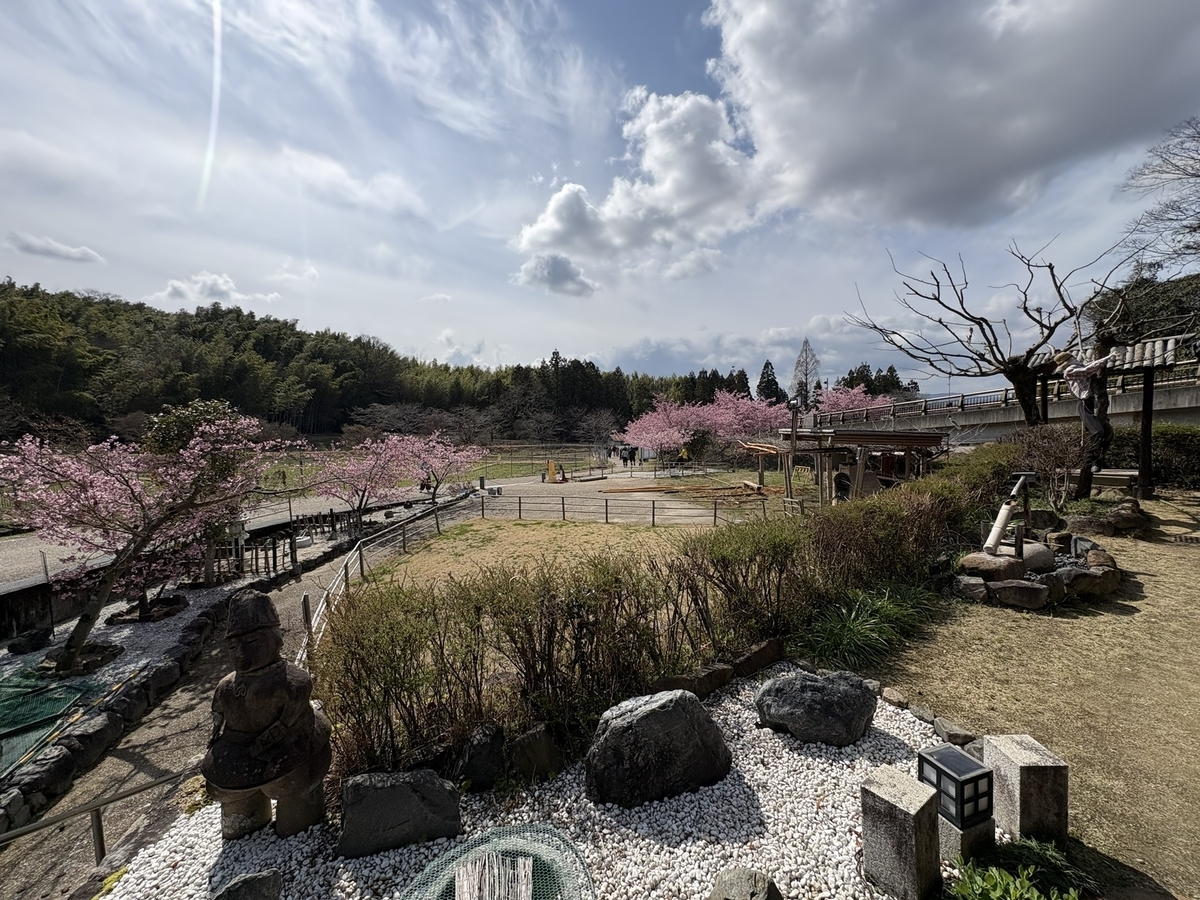 井手町「椿坂」の河津桜