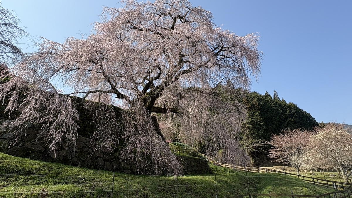 又兵衛桜