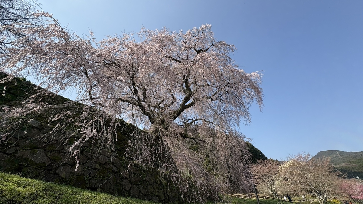 又兵衛桜