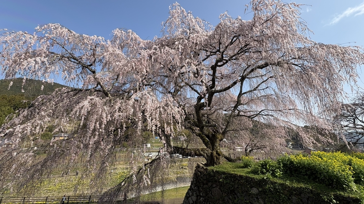 又兵衛桜
