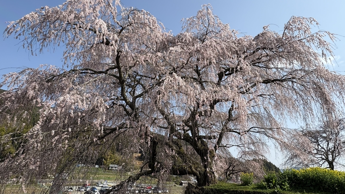 又兵衛桜