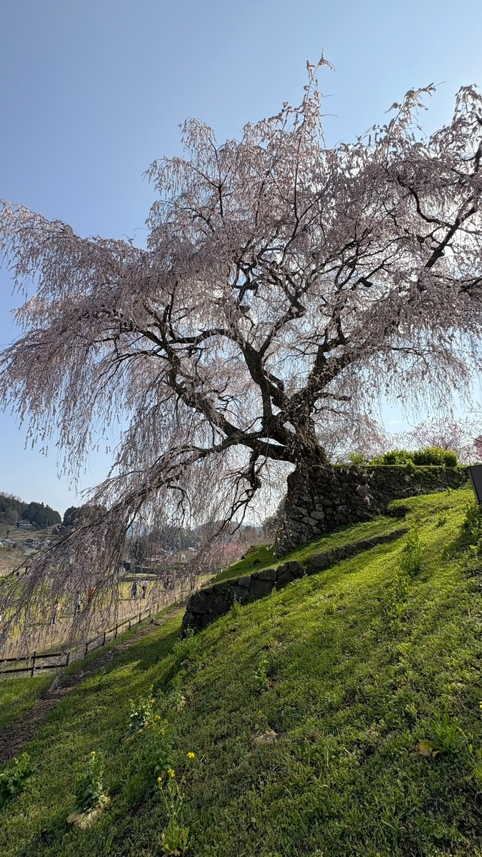又兵衛桜