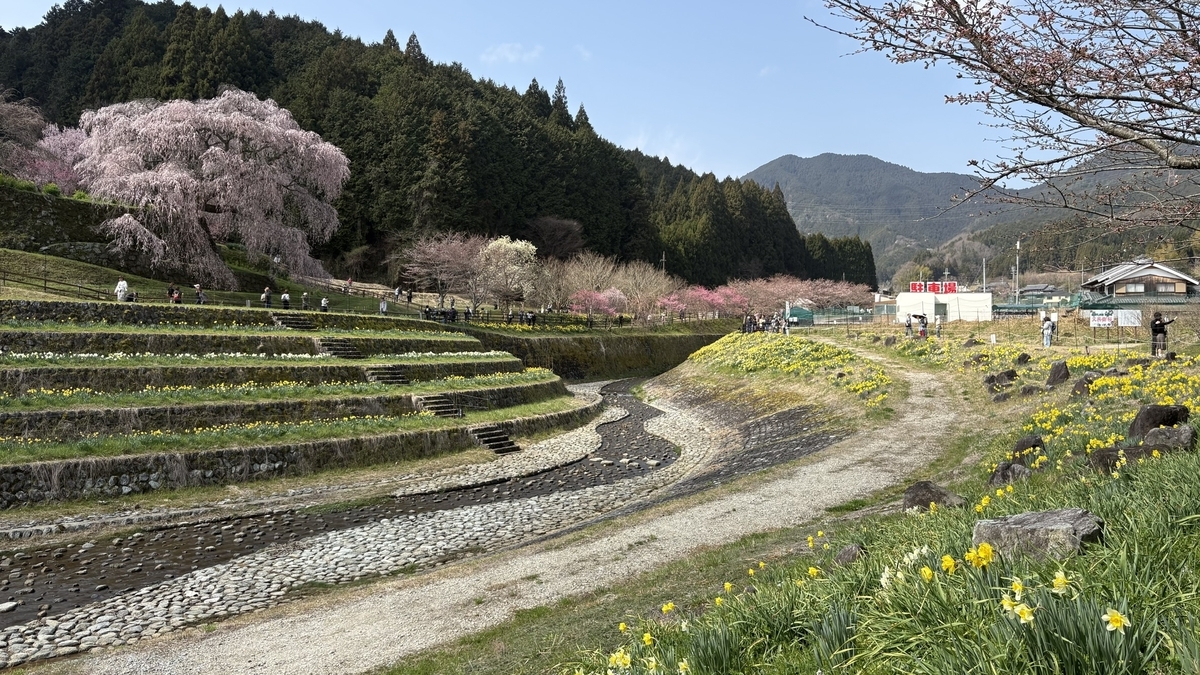 又兵衛桜