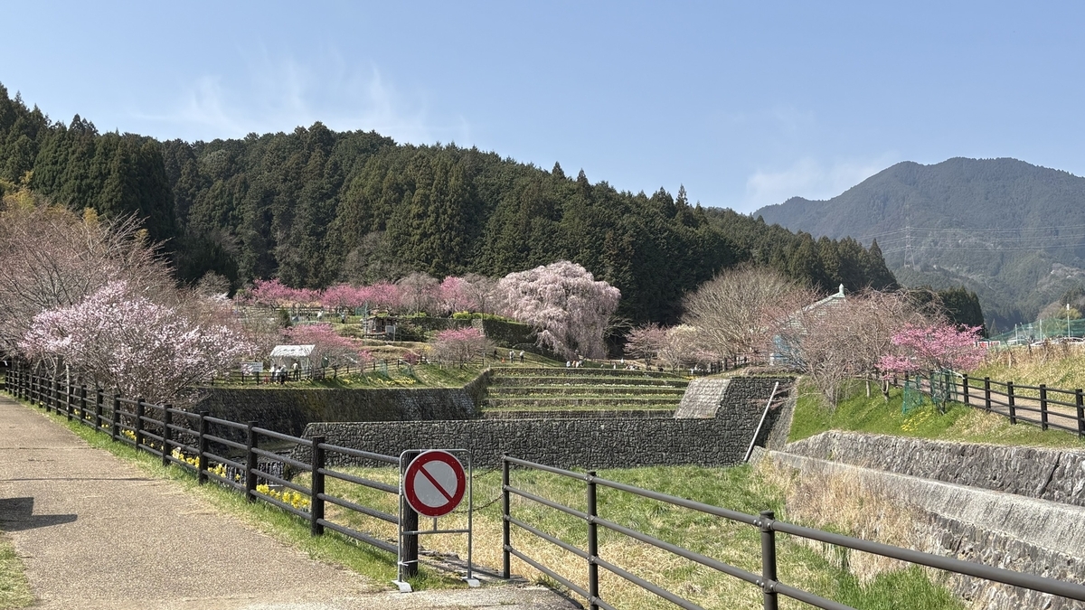 又兵衛桜