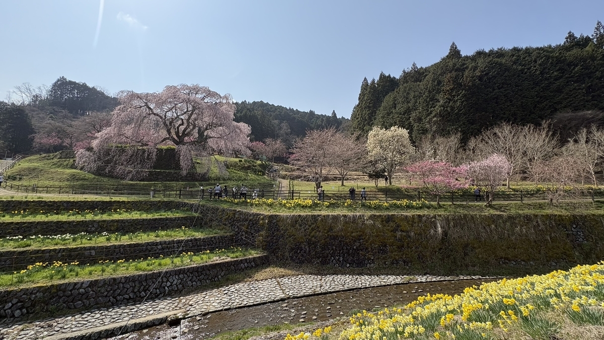 又兵衛桜