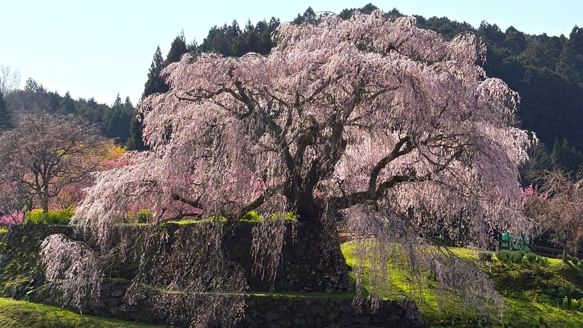 又兵衛桜