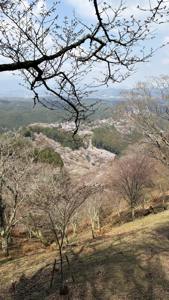 吉野の桜
