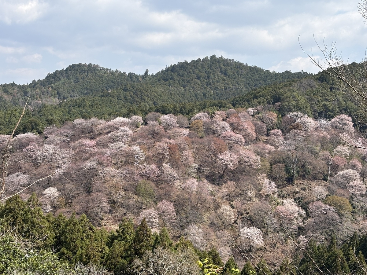 吉野の桜