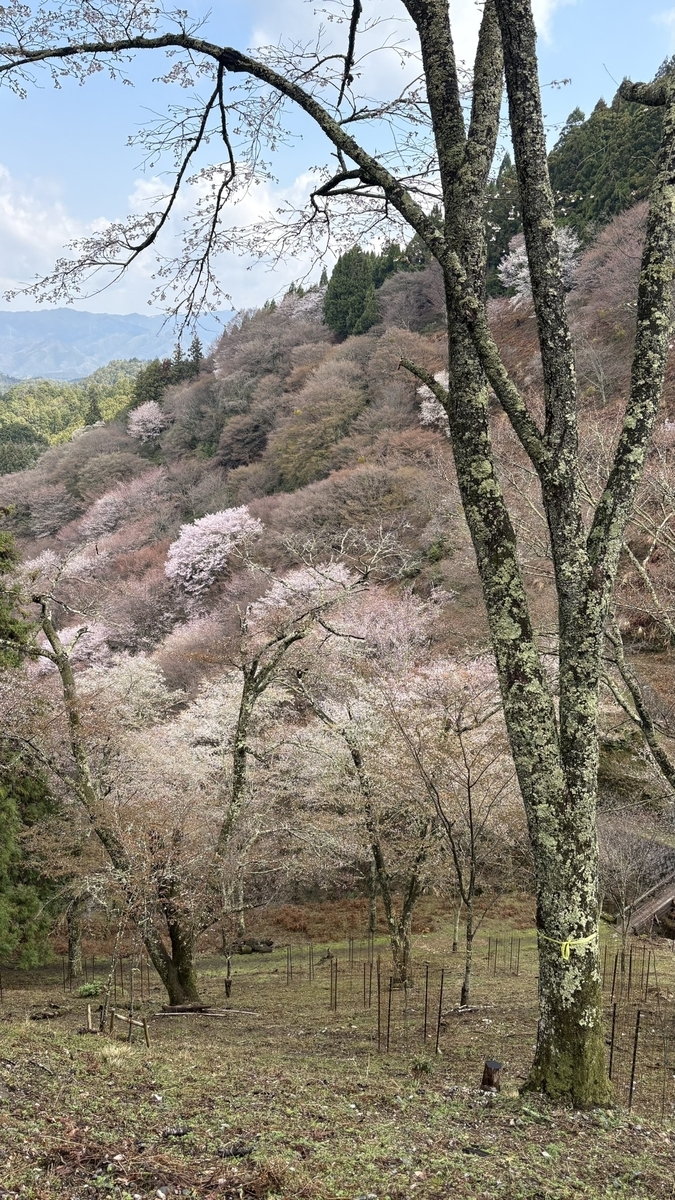 吉野の桜