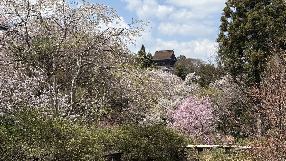 バックには金峯山寺の蔵王堂