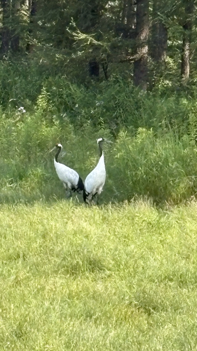 タンチョウ鶴