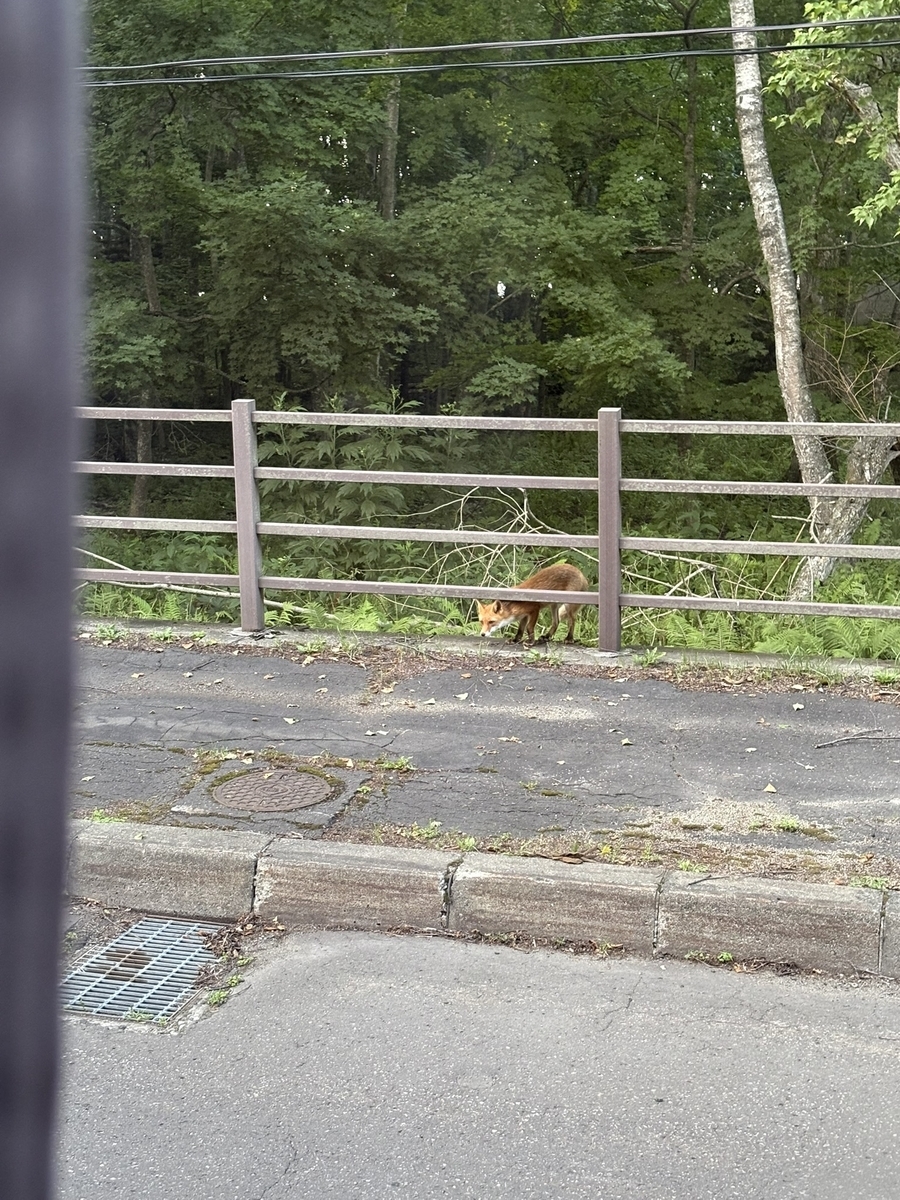 キタキツネ