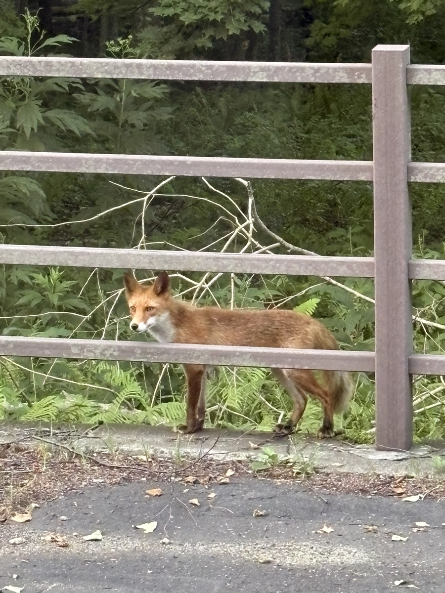 キタキツネ