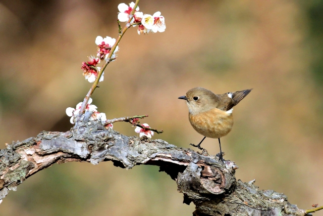 f:id:HiroCom777:20210324230927j:plain