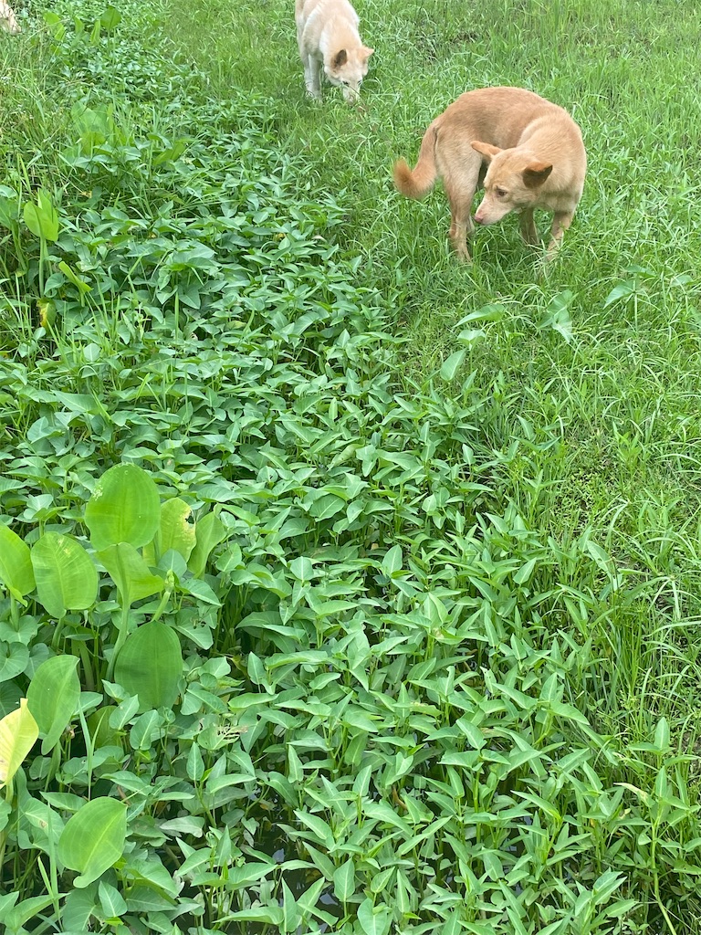 f:id:Hirodibangau:20241021194234j:image f:id:Hirodibangau:20241021194234j:image