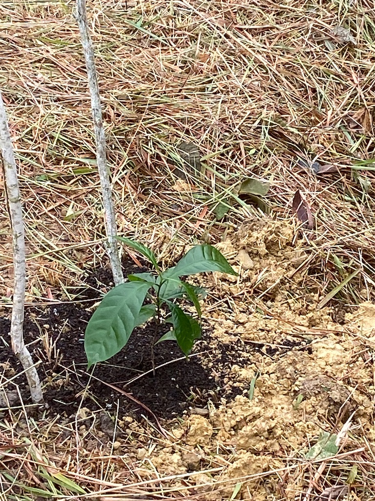 f:id:Hirodibangau:20241022224143j:image f:id:Hirodibangau:20241022224143j:image