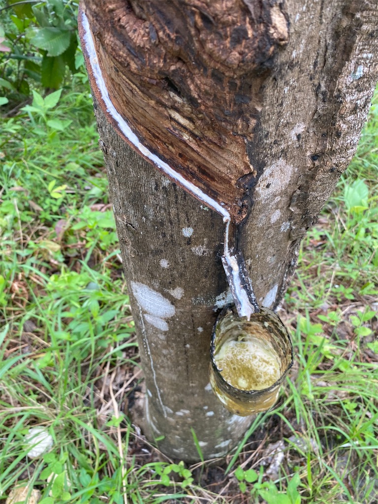 f:id:Hirodibangau:20241104165123j:image f:id:Hirodibangau:20241104165123j:image