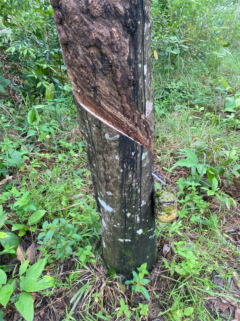 f:id:Hirodibangau:20241104165134j:image f:id:Hirodibangau:20241104165134j:image