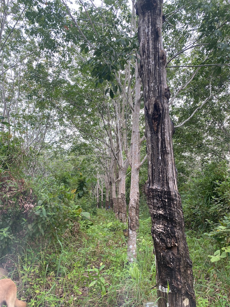 f:id:Hirodibangau:20241117154333j:image f:id:Hirodibangau:20241117154333j:image