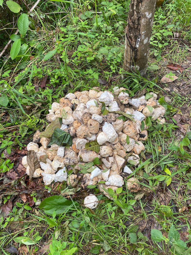 f:id:Hirodibangau:20241117154355j:image f:id:Hirodibangau:20241117154355j:image